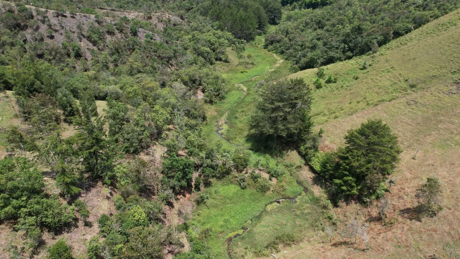 Naturaleza alrededor de los lotes